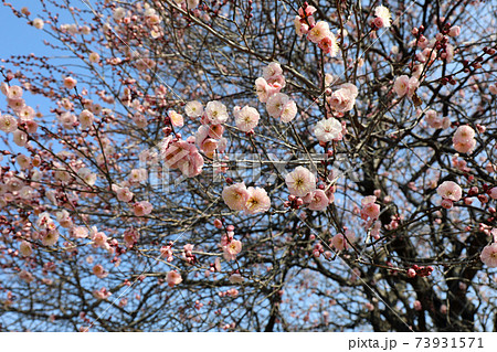梅の花 梅の花 73931571