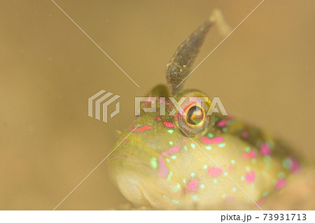 ハゼと寄生虫 73931713