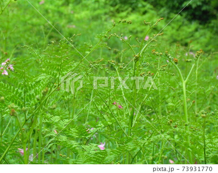 福島県･山野草･ワラビ 73931770