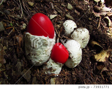 南アルプス･タマゴタケ 73931771