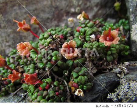 南アルプス・高山植物・イワウメ 南アルプス・高山植物・イワウメ 73931775