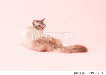 振り向いた青い目の猫（バーマン） 73931791