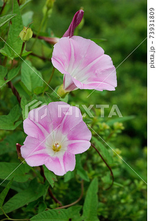 夏の畑のヒルガオの花の写真素材