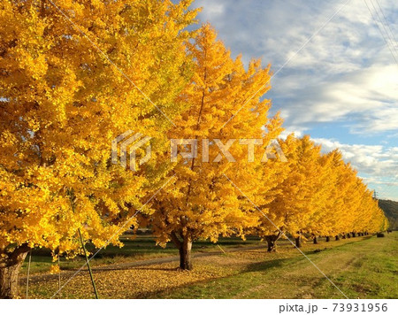 秋の紅葉の銀杏並木の写真素材 [73931956] - PIXTA
