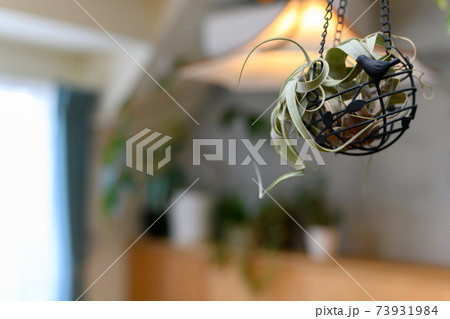 吊り下げる観葉植物 73931984