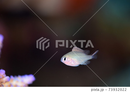 カブラヤスズメダイの幼魚 73932022