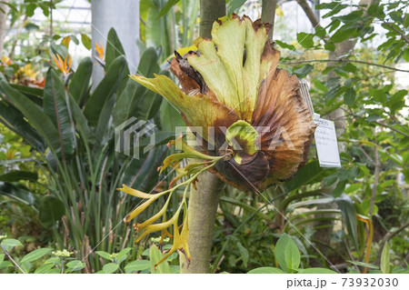 コウモリラン 73932030