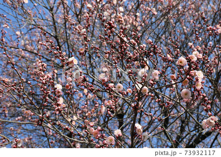 梅の花 73932117