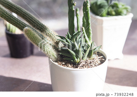 多肉とサボテンの寄植えに陽を当てる 多肉とサボテンの寄植えに陽を当てる 73932248