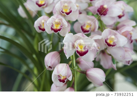 薄ピンクのシンビジューム  73932251