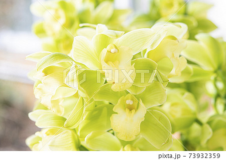 シンビジウム「グリーンスマイル」 73932359