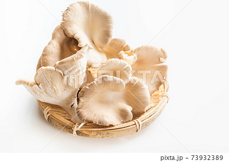 ヒマラヤヒラタケ 73932389