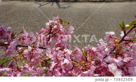 水辺に咲いた満開の桜・春らしい陽気に誘われて・清流のほとりの桜・満開の桜の花・春らしい風景・日本の春 73932509