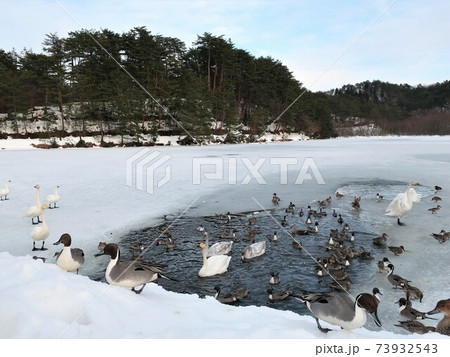 新潟県　五十公野公園　白鳥 73932543