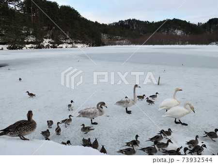 新潟県 五十公野公園 白鳥 新潟県 五十公野公園 白鳥 73932544