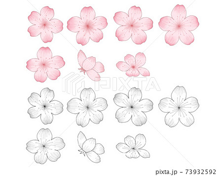 桜の花のイラストセット デッサン風の線画と水彩風の塗りのイラスト素材