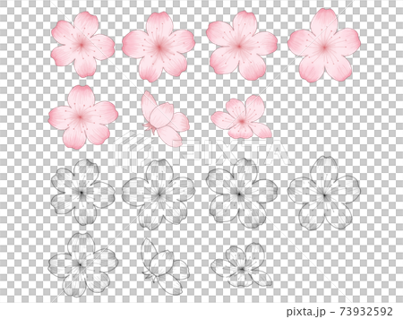 桜の花のイラストセット デッサン風の線画と水彩風の塗りのイラスト素材