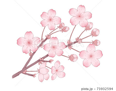 桜の花のイラスト 枝と蕾がある デッサン風の線画と水彩風の塗りのイラスト素材