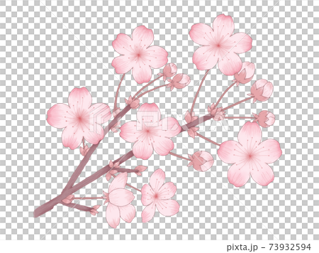 桜の花のイラスト 枝と蕾がある デッサン風の線画と水彩風の塗りのイラスト素材