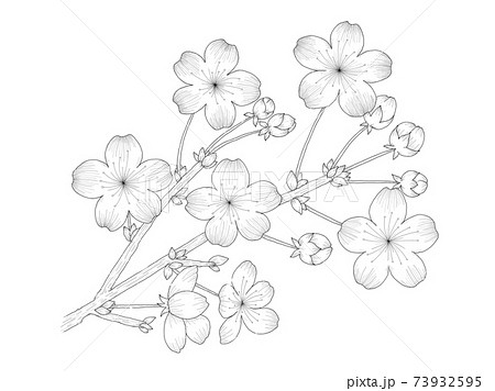 桜の花のイラスト 枝と蕾がある デッサン風の線画のイラスト素材
