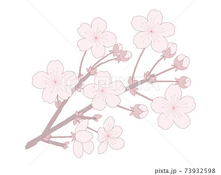 桜の花のイラスト 枝と蕾がある シンプルな手描きの線画 簡単な塗りのイラスト素材