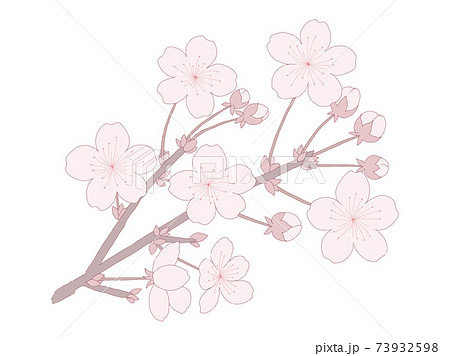 Illustration Of Cherry Blossoms Simple Stock Illustration