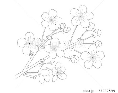桜の花のイラスト 枝と蕾がある シンプルな手描きの線画のイラスト素材