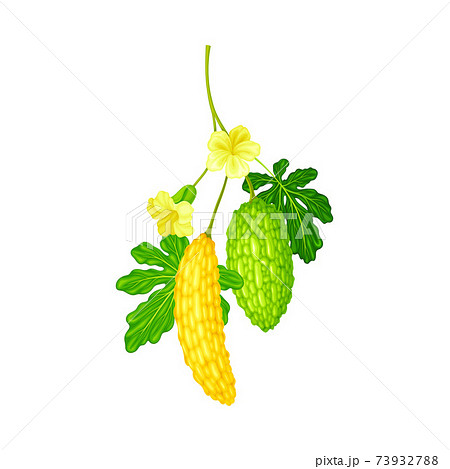 Momordica Charantia or Bitter Melon as Tropical Edible Fruit Vector Illustration 73932788