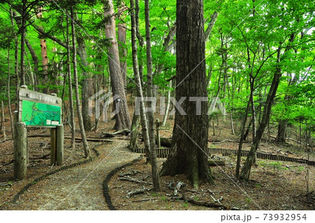 塩原温泉　ハイキングコース（前山八方ヶ原線歩道）案内板と新緑 73932954