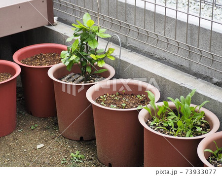 庭に並べられた植木鉢の写真素材 庭に並べられた植木鉢の写真素材