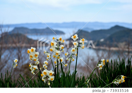 白崎海岸・番所山のスイセン 白崎海岸・番所山のスイセン 73933516