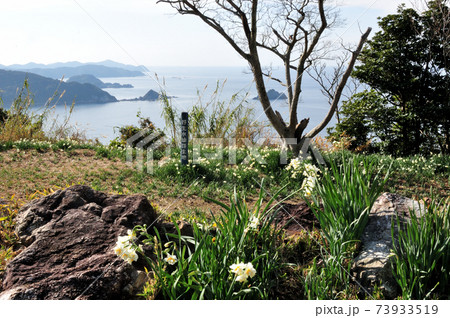 白崎海岸・番所山のスイセン 73933519