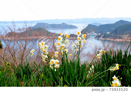 白崎海岸・番所山のスイセン 73933520