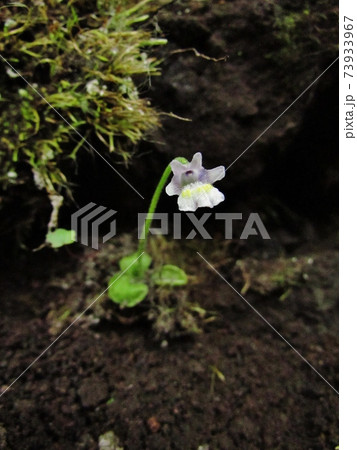 食虫植物･コウシンソウ 73933967