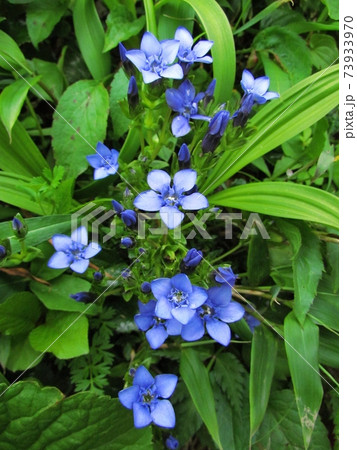 飯豊山･高山植物･イイデリンドウ 73933970