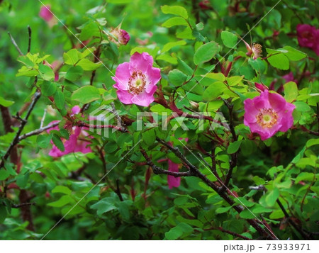 富士山･高山植物･タカネバラ 73933971