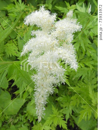 南アルプス・高山植物・ヤマブキショウマ 南アルプス・高山植物・ヤマブキショウマ 73933972