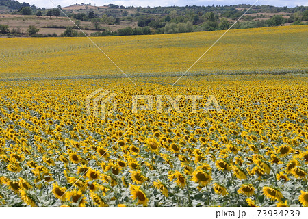 南仏のひまわり畑 73934239