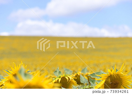 南仏のひまわり畑 73934261