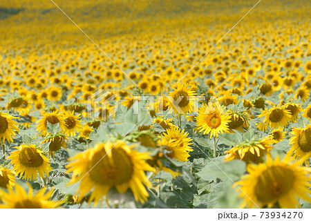 南仏のひまわり畑 73934270