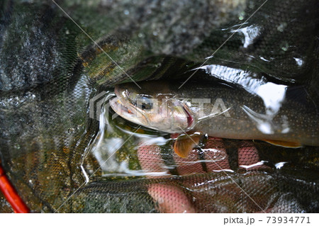 滝壺で釣れた綺麗な天然イワナ 滝壺で釣れた綺麗な天然イワナ 73934771