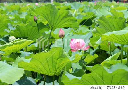 ハスの花　蓮池のイメージ 73934812