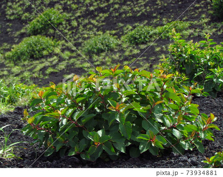 東京都・三宅島・タデ 東京都・三宅島・タデ 73934881
