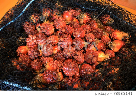 南三陸町清水浜漁港のホヤ 南三陸町清水浜漁港のホヤ 73935141