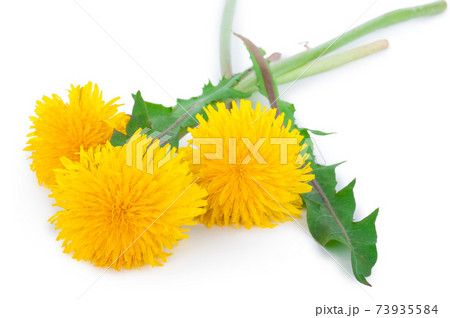 Dandelions on white background Dandelions on white background 73935584