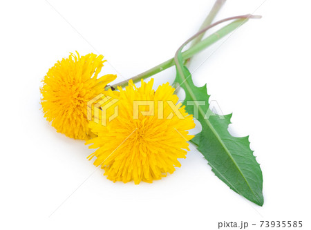 Dandelions on white background Dandelions on white background 73935585