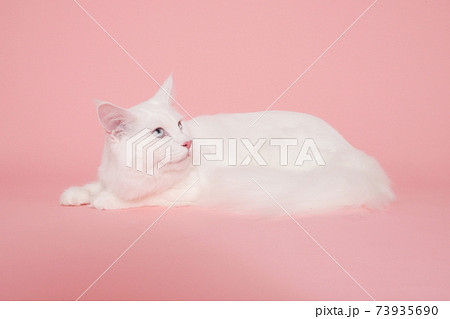 見上げる白い猫（メインクーン） 73935690