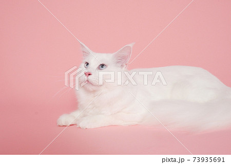 見上げる白い猫（メインクーン） 73935691