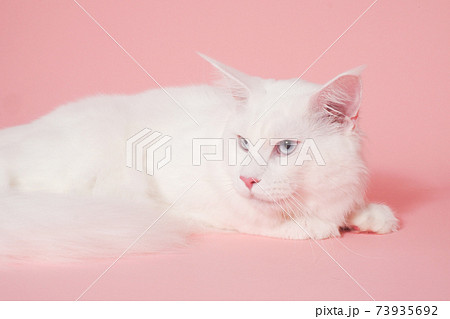 横を向いた白い猫(メインクーン) 横を向いた白い猫(メインクーン) 73935692