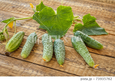 Cucumbers with green leaves on wooden boards. Cucumbers with green leaves on wooden boards. 73935762